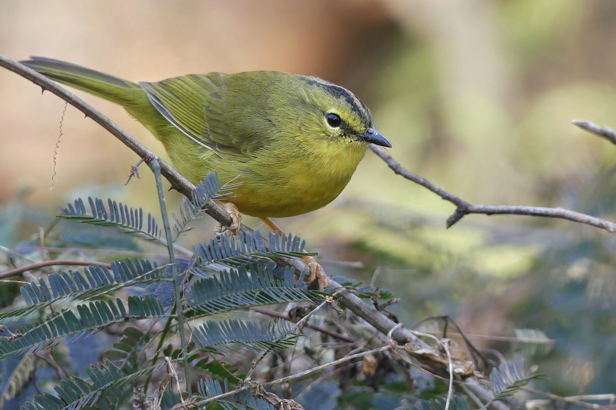 Two-banded Warbler - Jorge  Quiroga