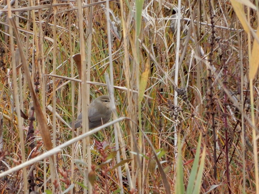 Dusky Warbler - ML355928611