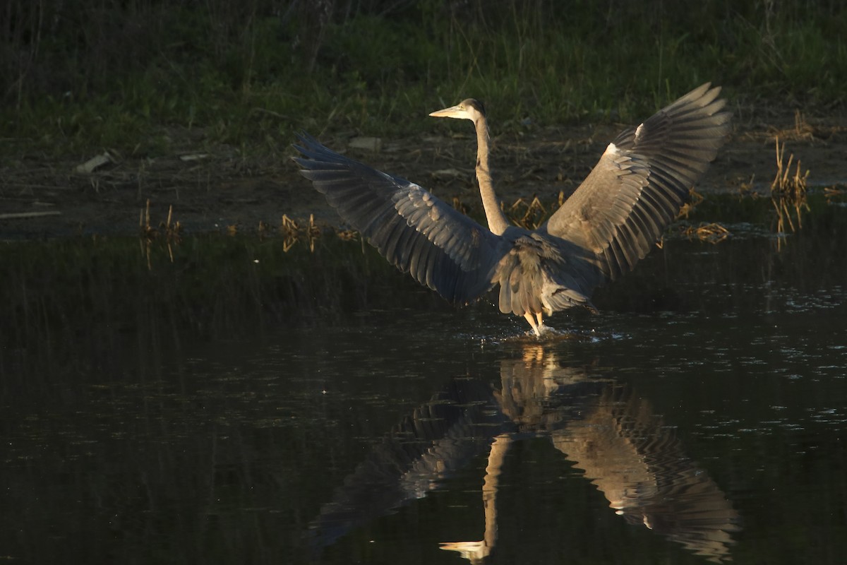 Great Blue Heron - ML355928751