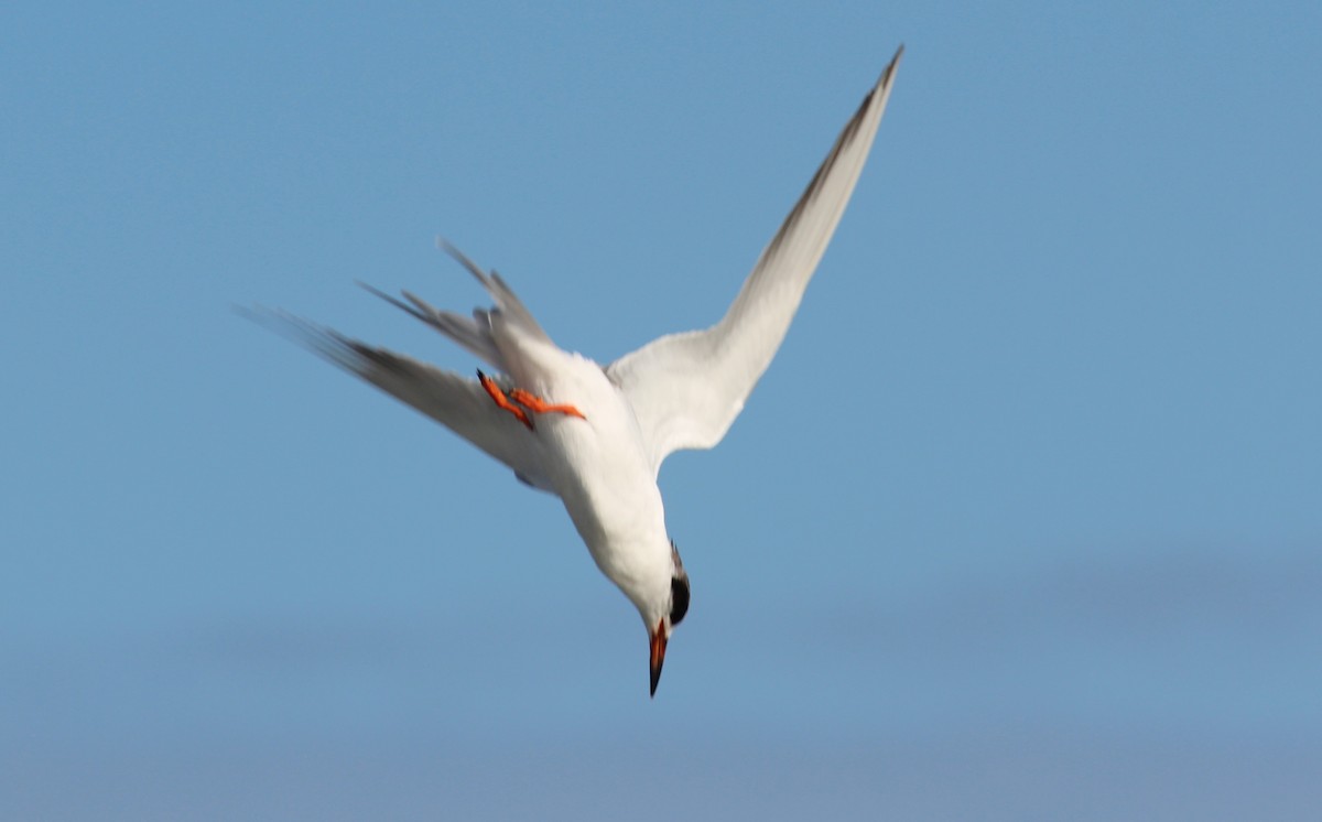 Forster's Tern - ML355928871