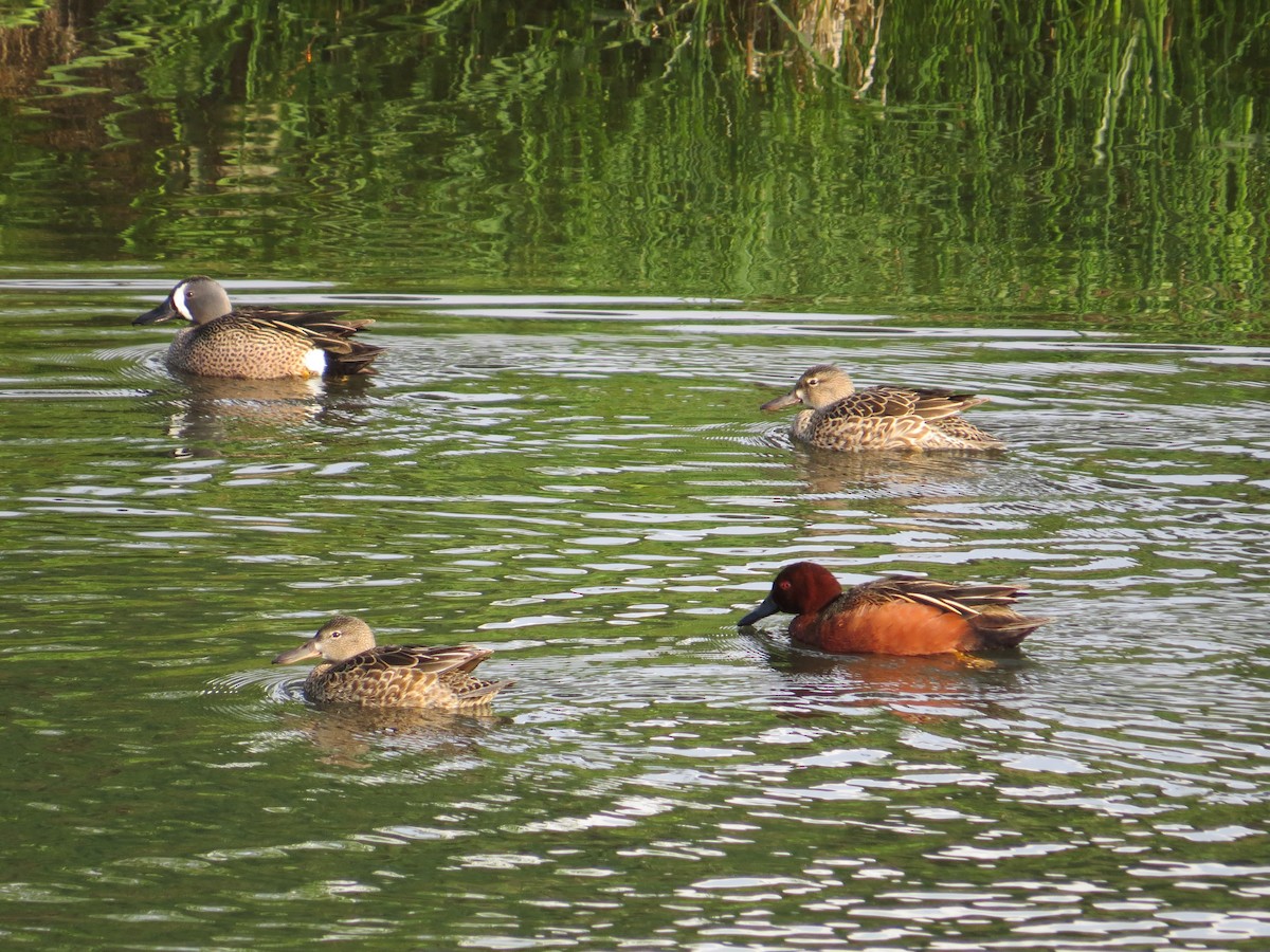 Cinnamon Teal - ML35592951