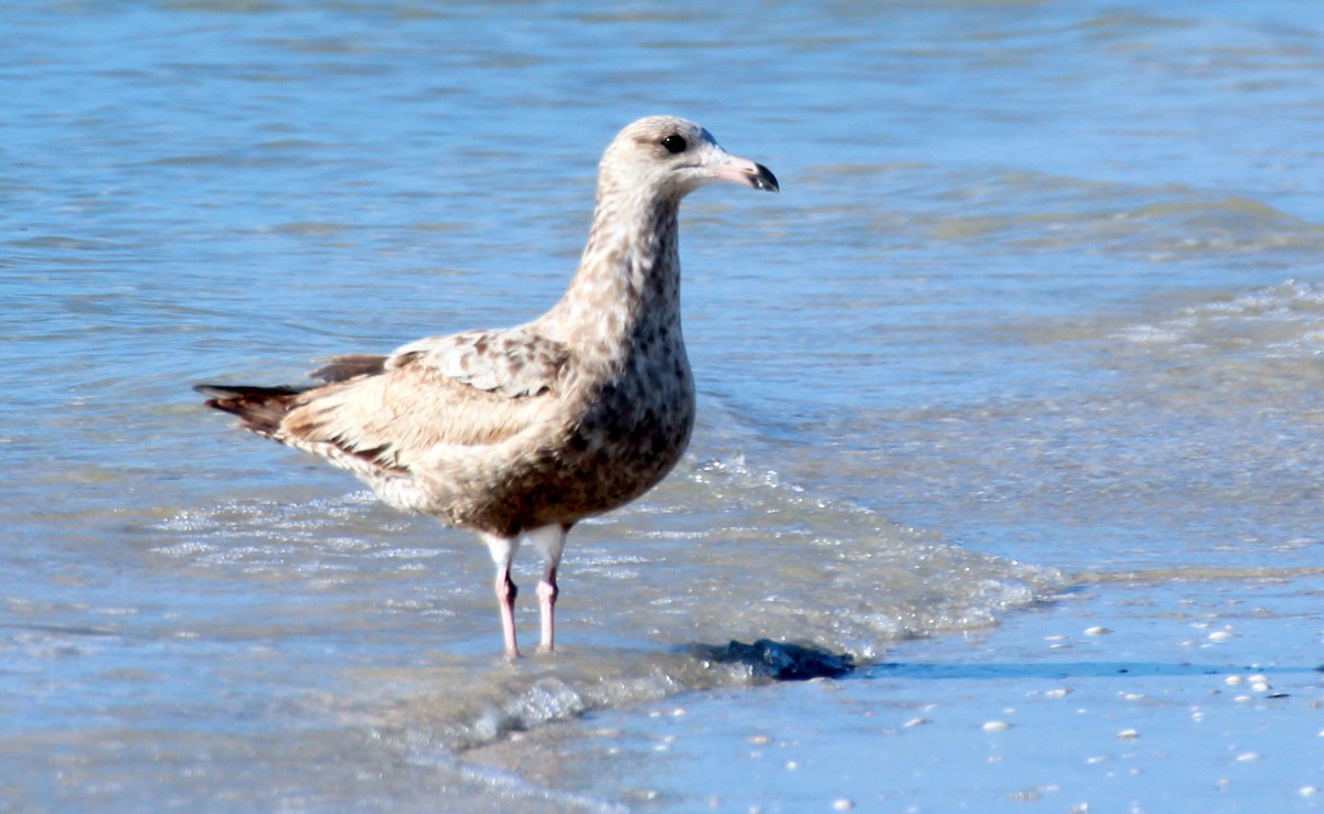 Gaviota Argéntea - ML355929591