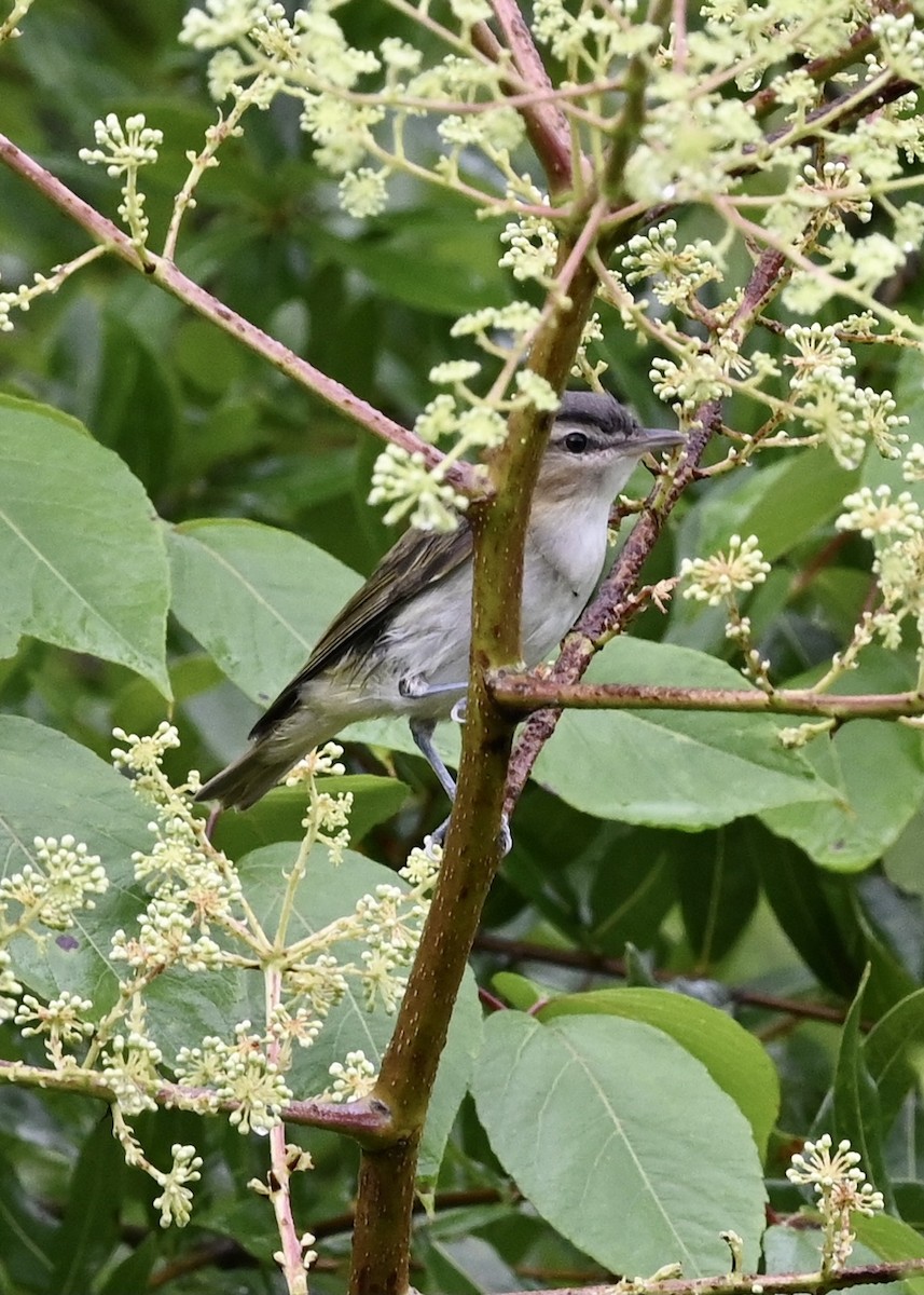 Vireo Ojirrojo - ML355929761