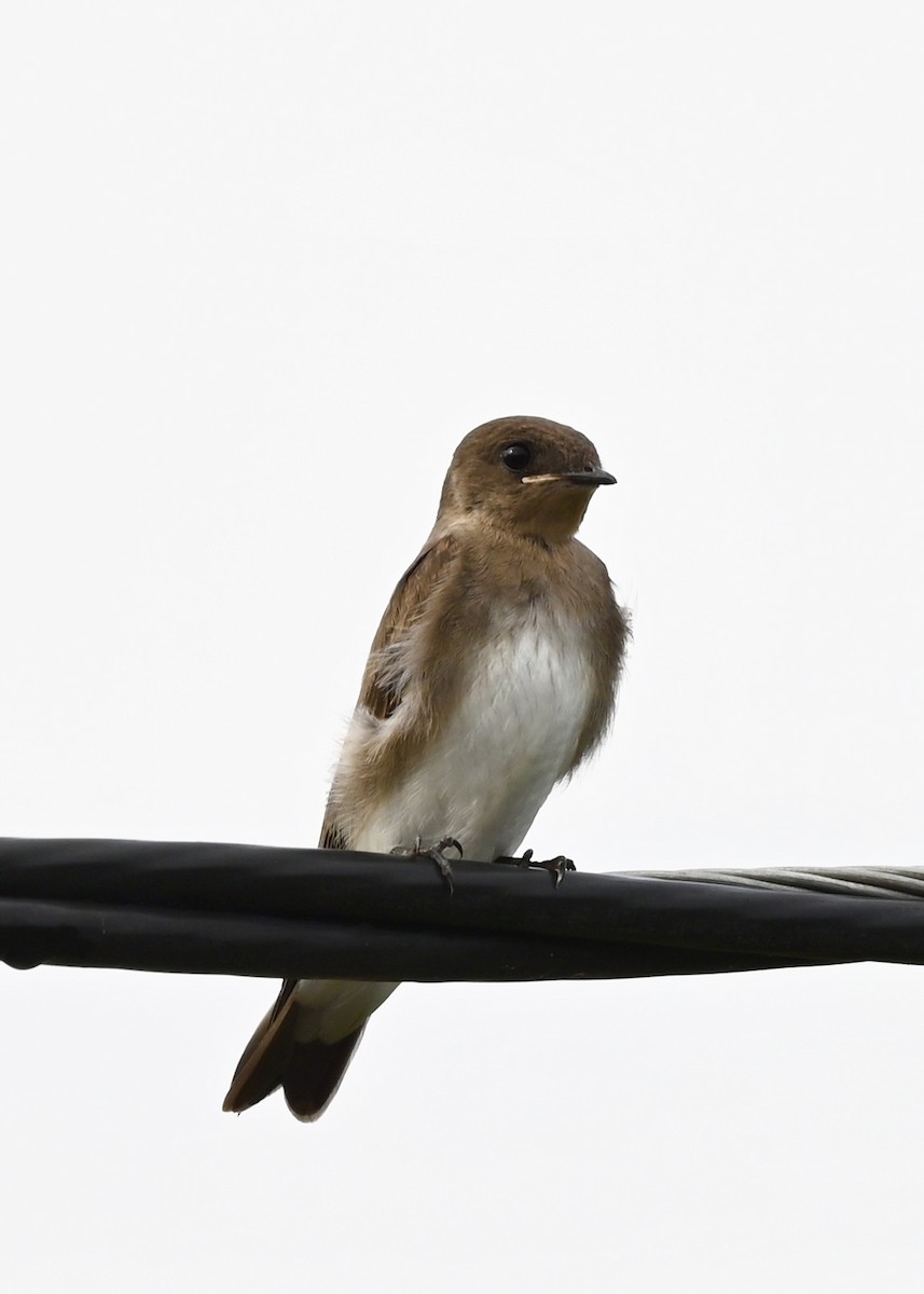 Northern Rough-winged Swallow - Joe Wujcik