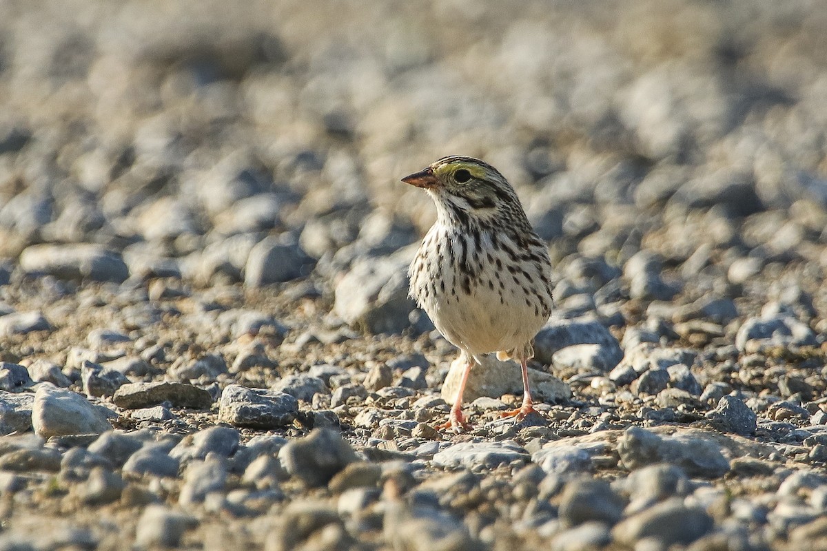 Savannah Sparrow - Jefferson Shank