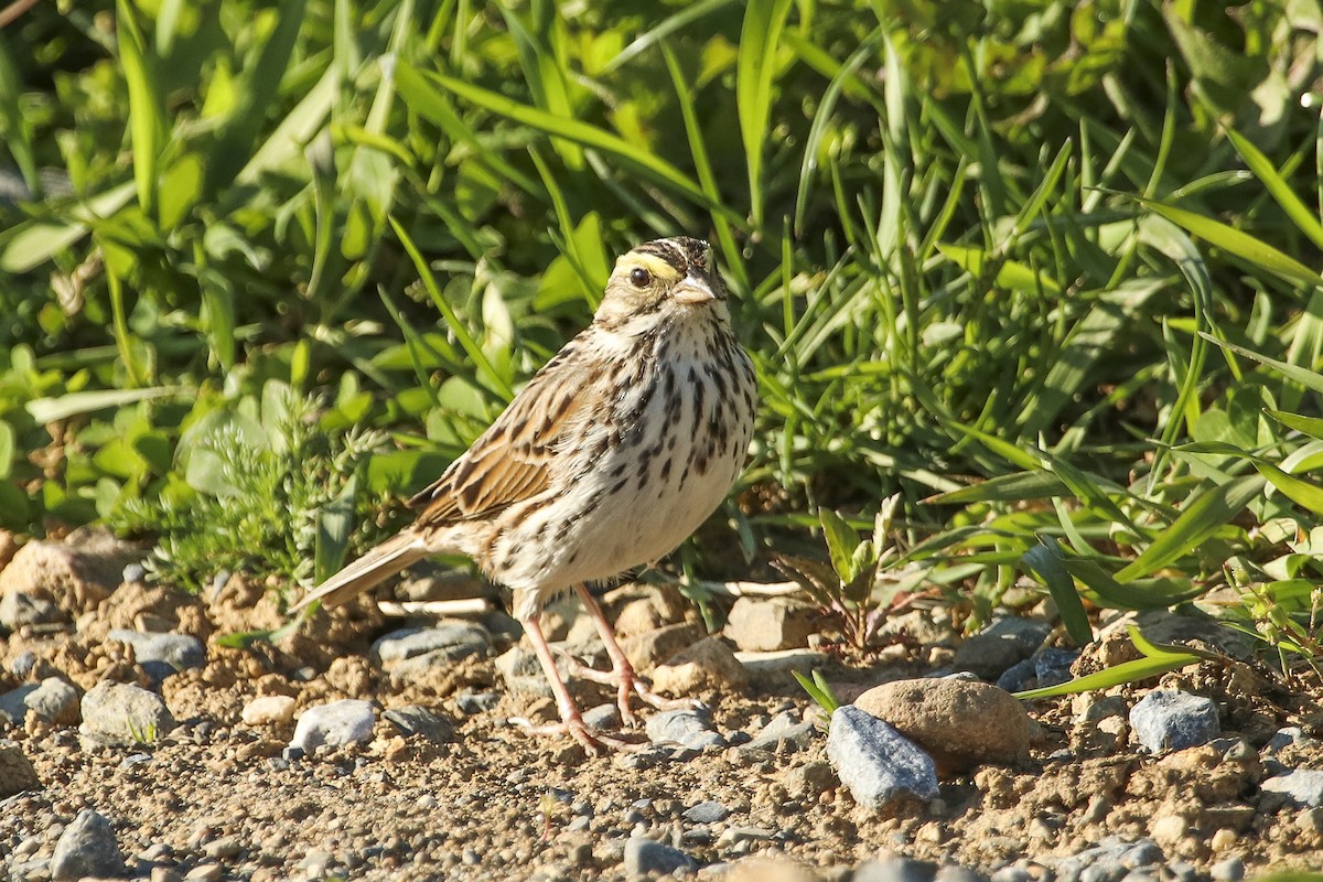 Savannah Sparrow - ML355930141