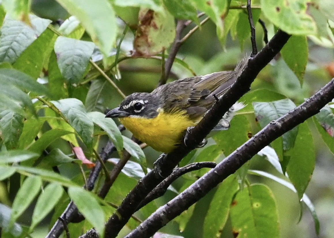 Yellow-breasted Chat - ML355930571