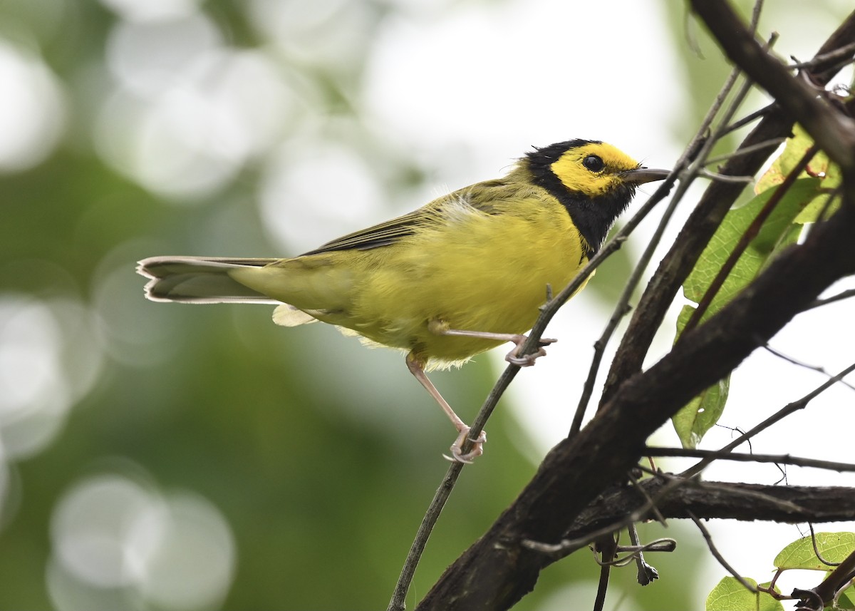 Hooded Warbler - ML355930631