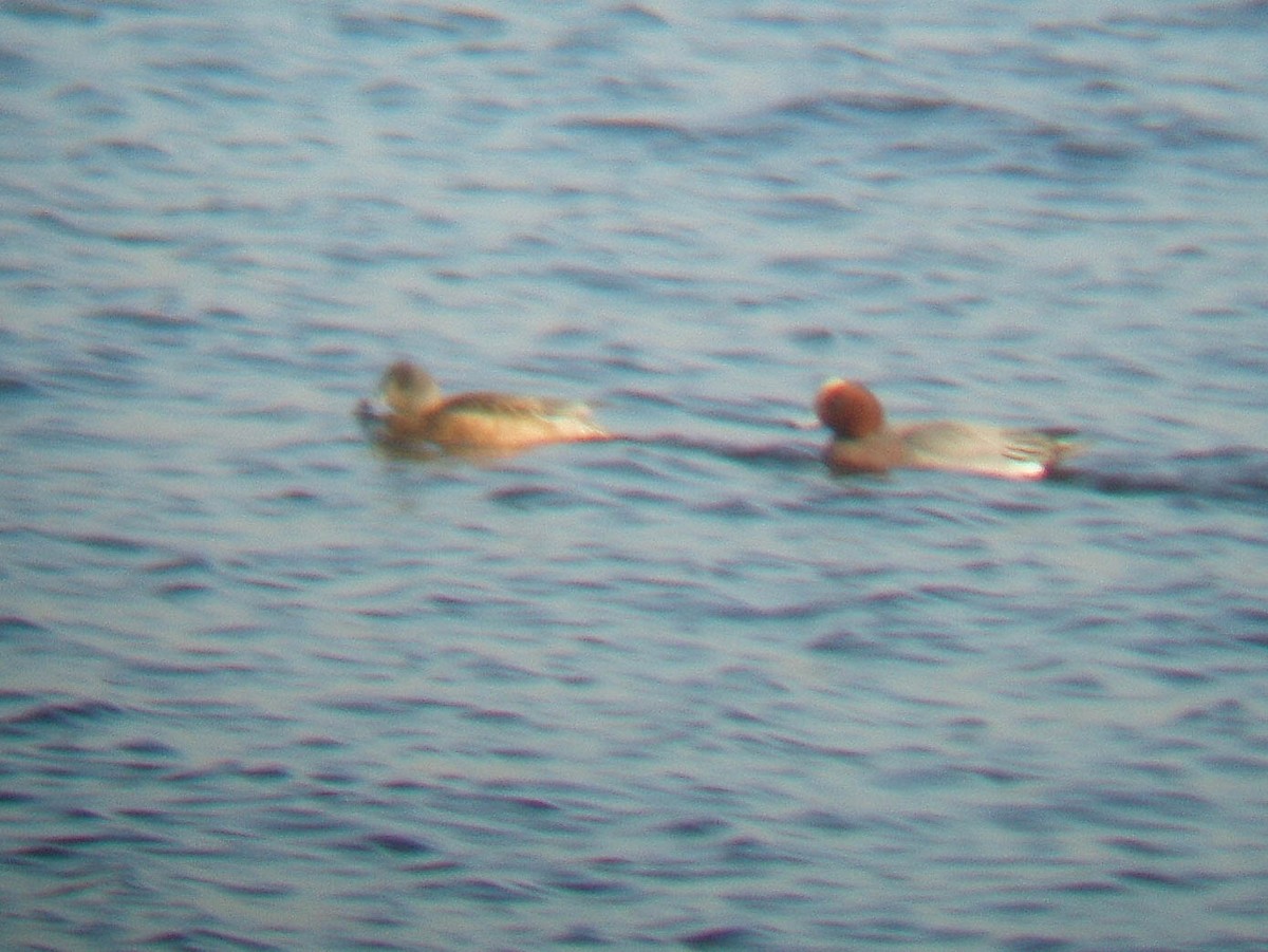 Eurasian Wigeon - Doug Gochfeld