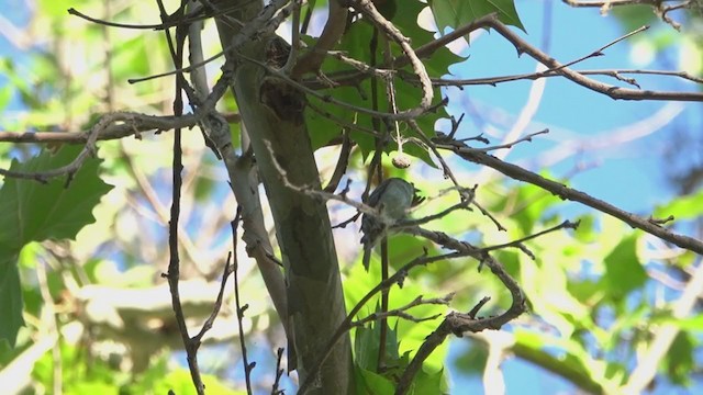 Least Flycatcher - ML355931121