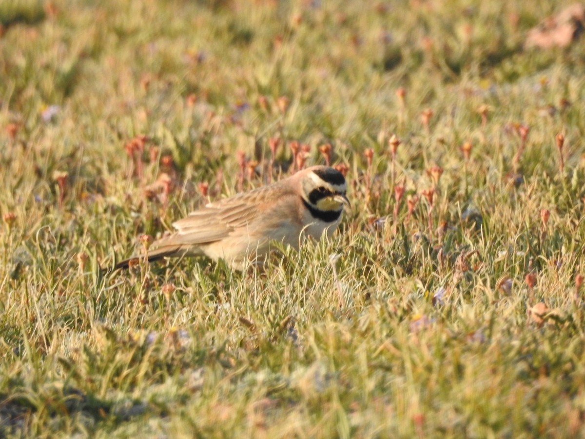 Horned Lark - Kay Zagst