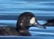 Greater Scaup - ML355932111
