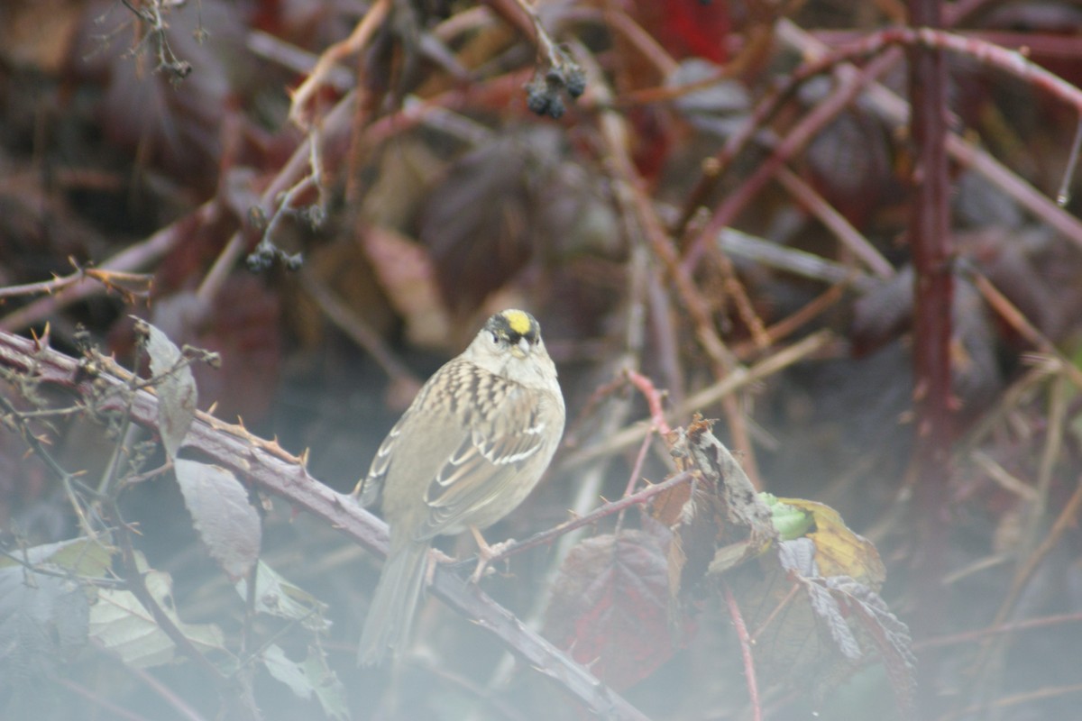 Golden-crowned Sparrow - ML35593301