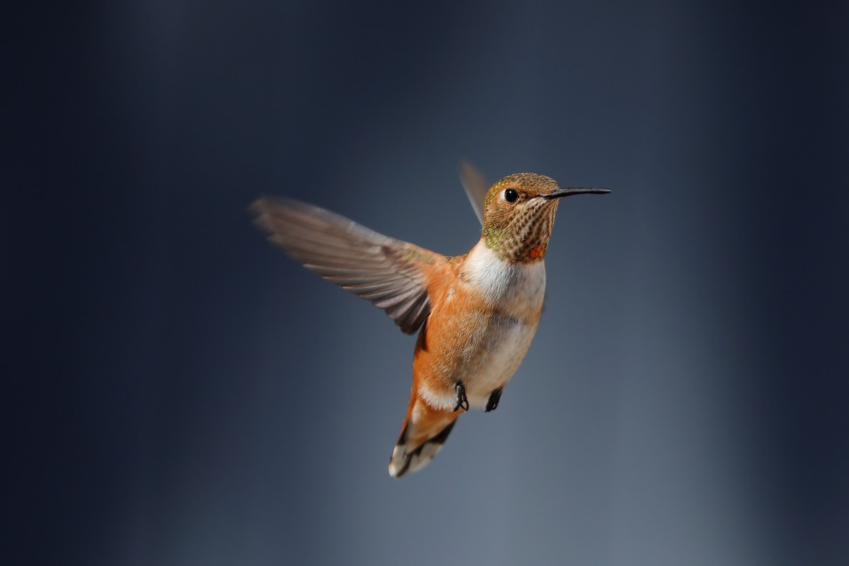 Rufous Hummingbird - ML355934291