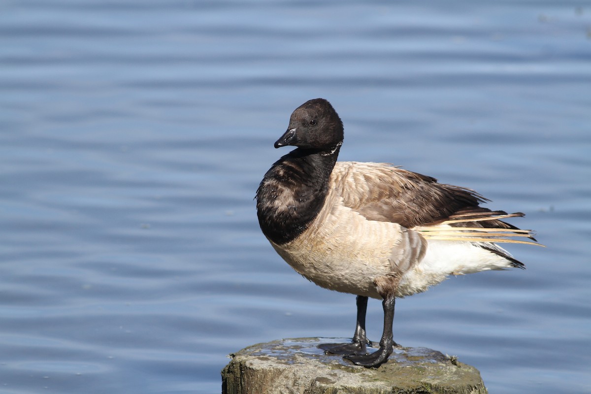 Brant (Atlantic) - ML35593551