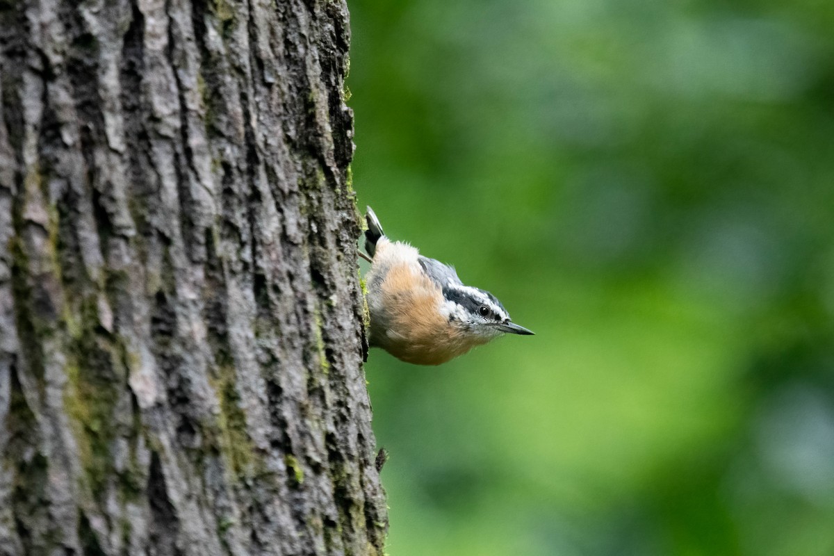 Red-breasted Nuthatch - ML355935801