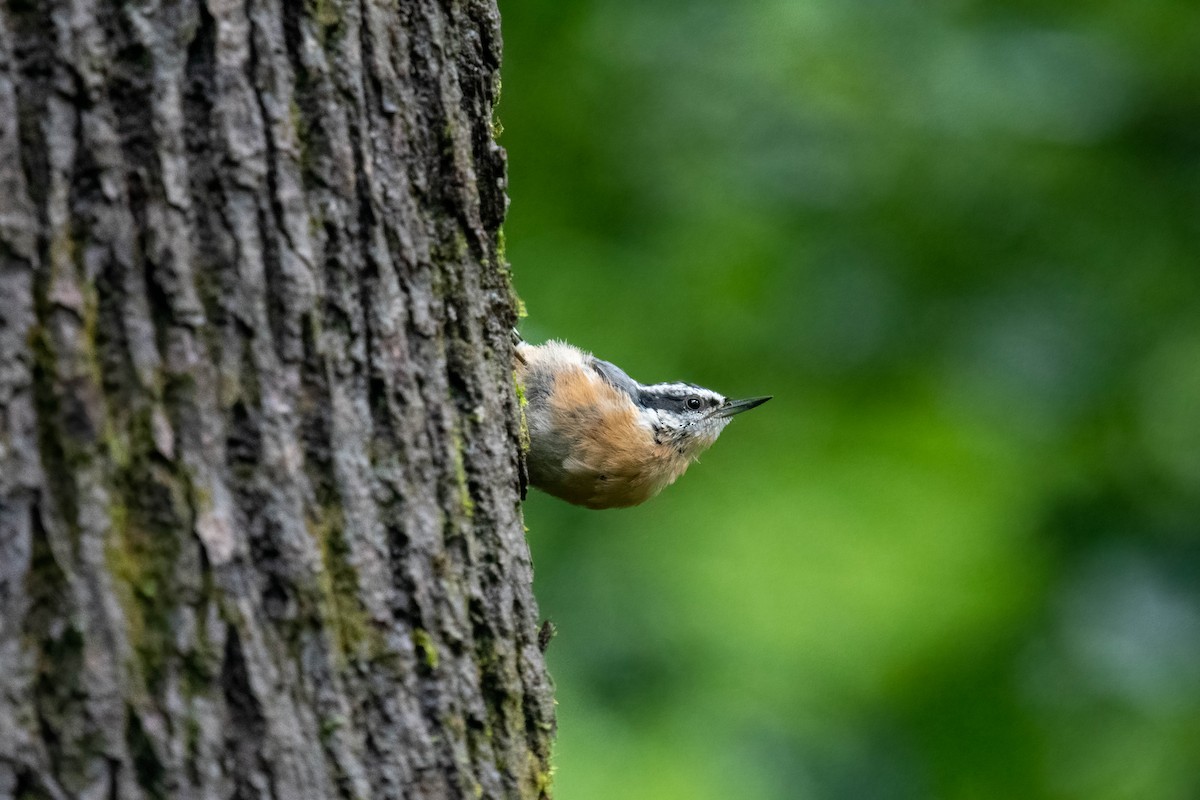 Red-breasted Nuthatch - ML355935821