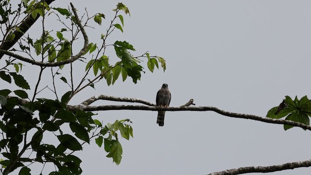 Double-toothed Kite - ML355935851