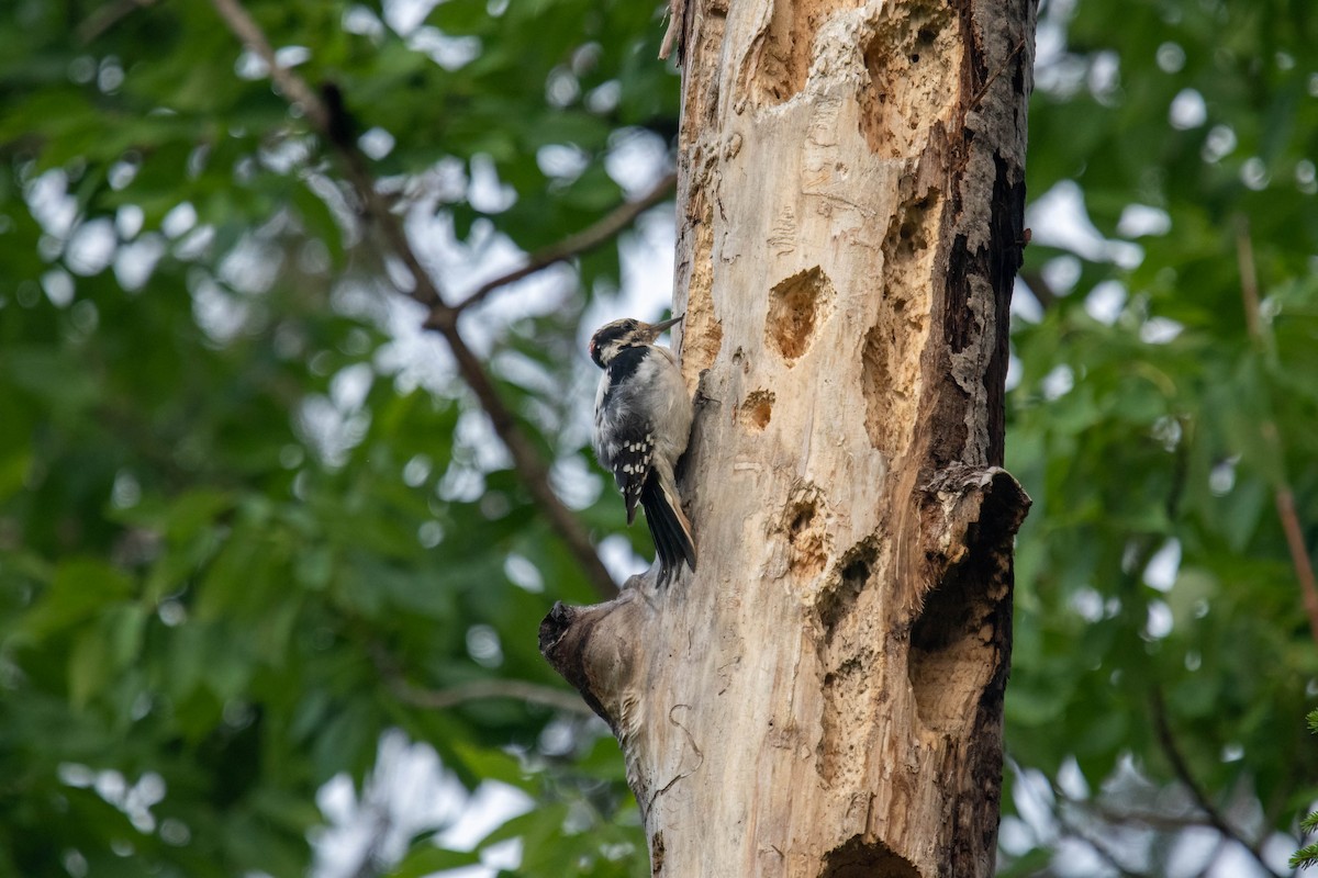 Hairy Woodpecker - ML355935911