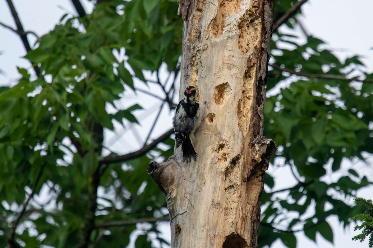 Hairy Woodpecker - ML355935981