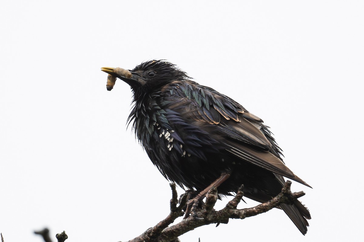 European Starling - ML355936901