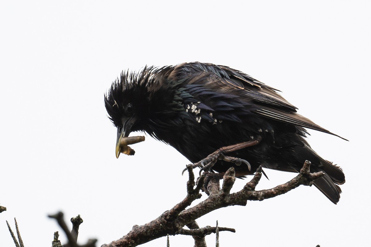 European Starling - ML355936911