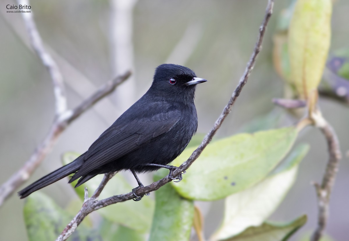 Velvety Black-Tyrant - Caio Brito | Brazil Birding Experts