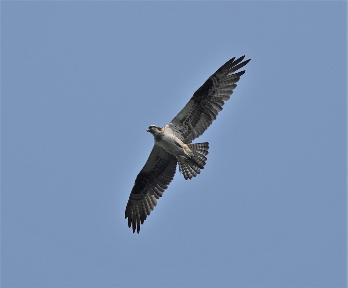 Osprey - ML355938541