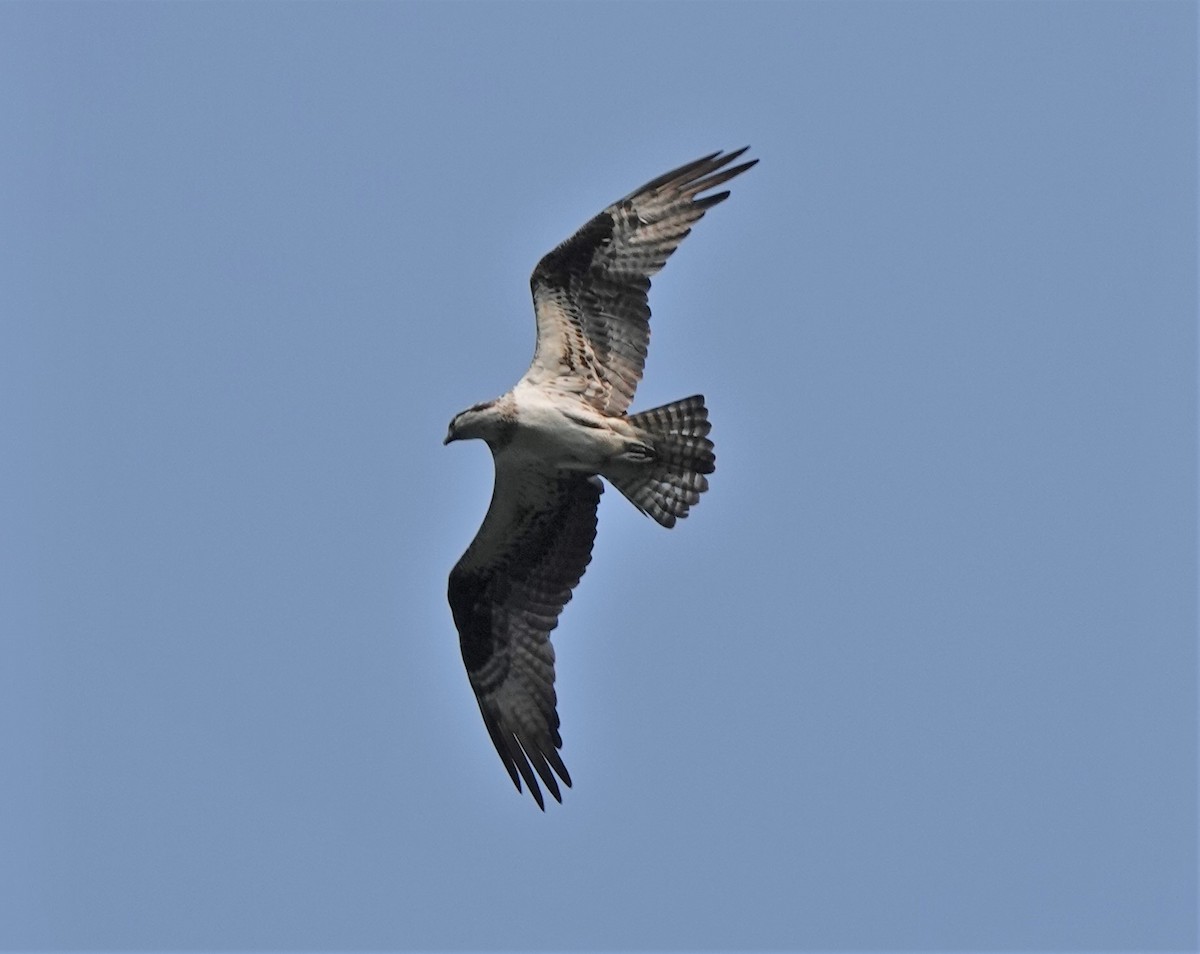 Osprey - ML355938551