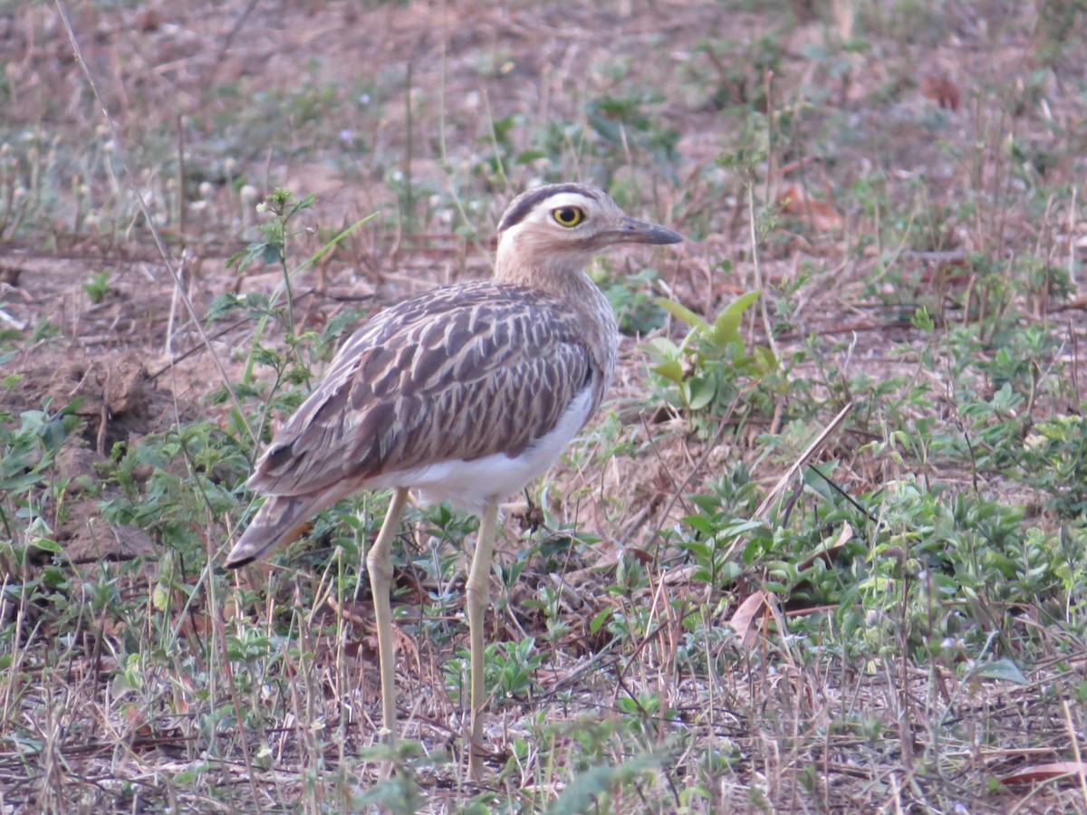 Double-striped Thick-knee - Scarlet  Cordero Seijas