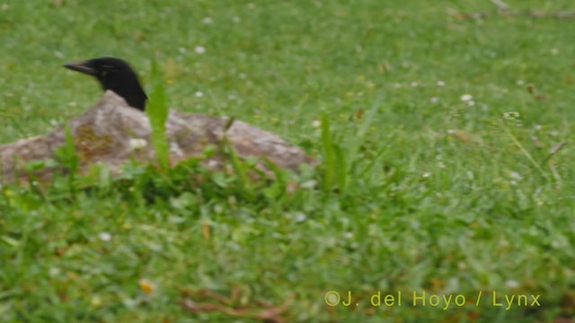 Eurasian Magpie - ML355939171