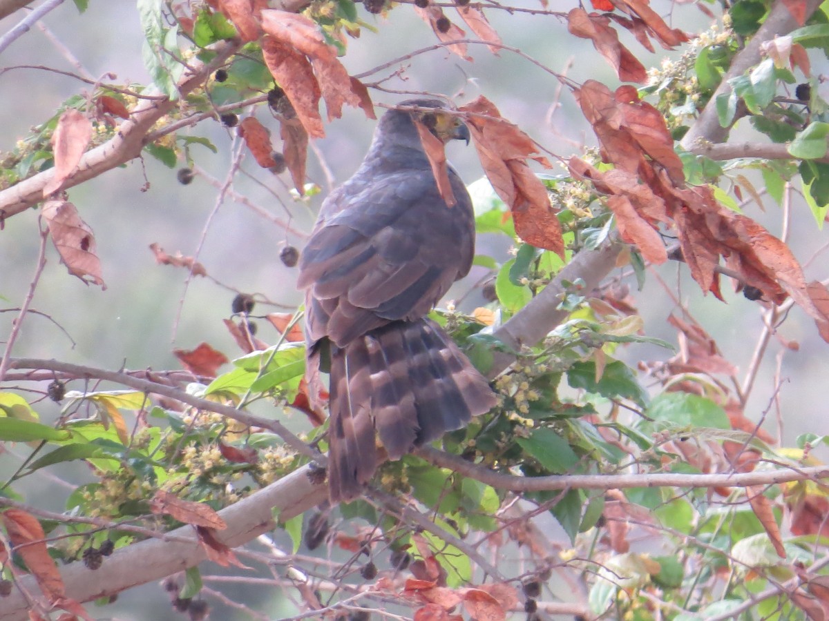 Bicolored Hawk - Scarlet  Cordero Seijas