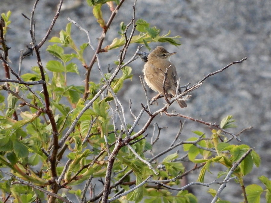 Booted Warbler - Touko Torppa