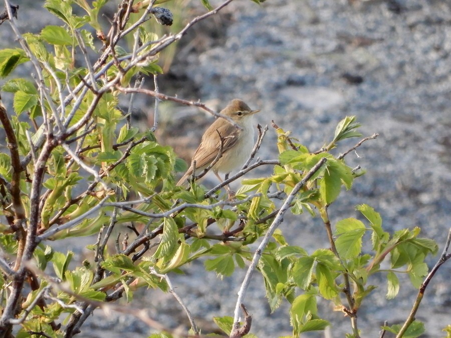 Booted Warbler - Touko Torppa