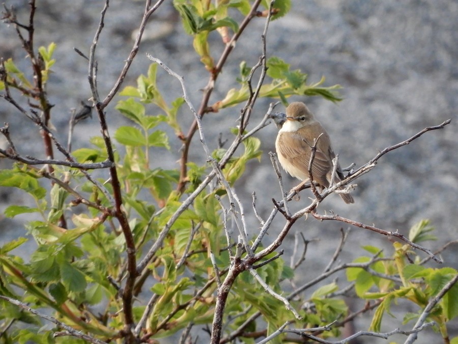 Booted Warbler - Touko Torppa