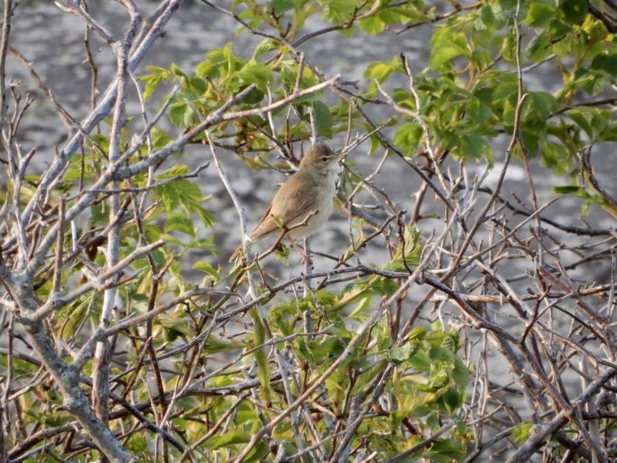 Booted Warbler - Touko Torppa