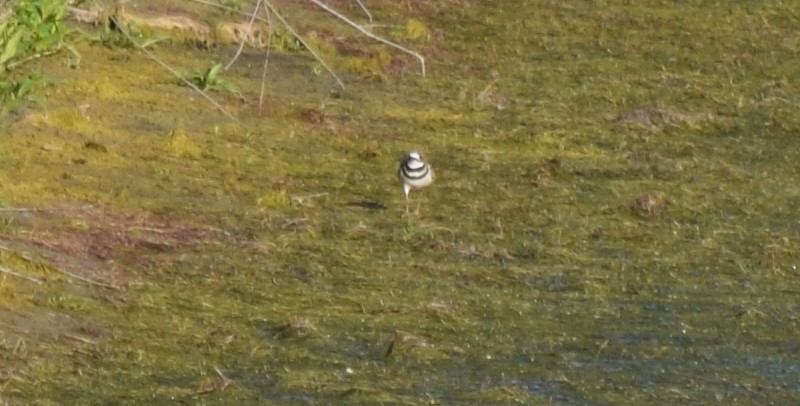 Killdeer - ML355939951