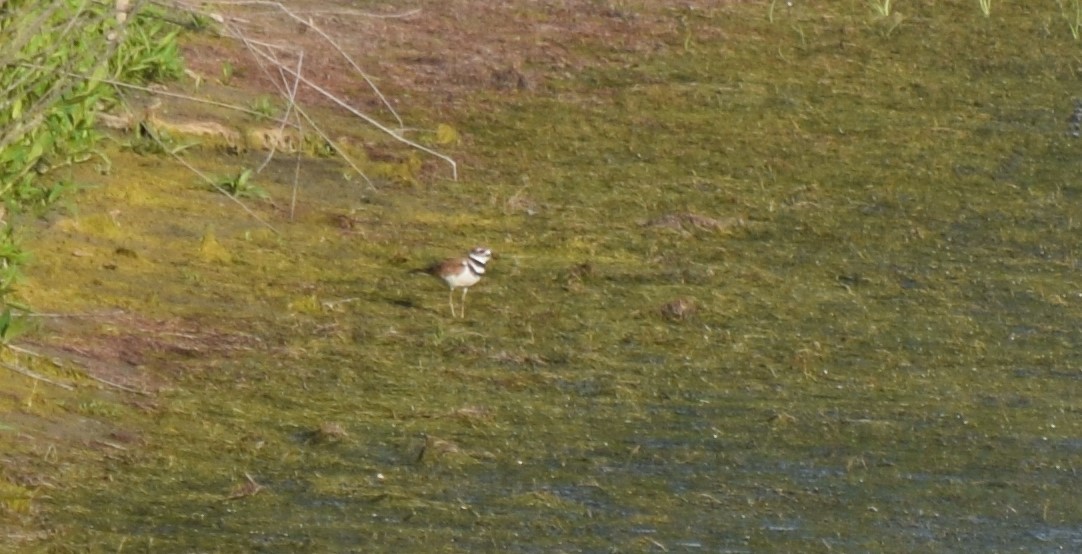 Killdeer - ML355939981