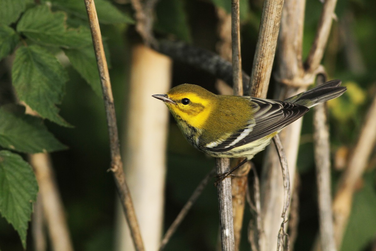 Black-throated Green Warbler - ML35594001