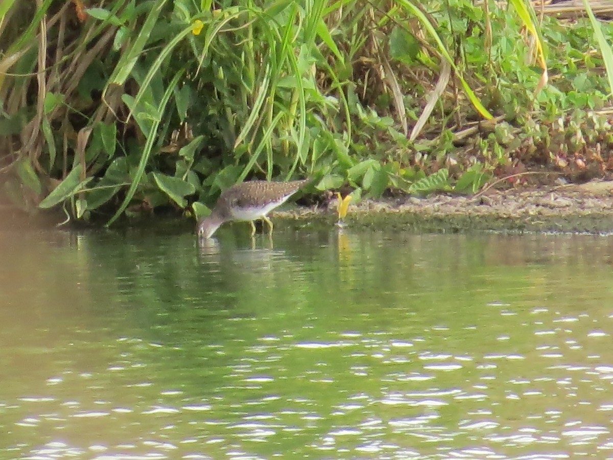 Spotted Sandpiper - ML355941801