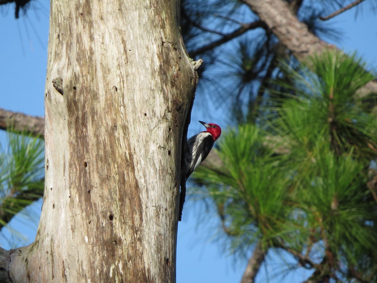 Red-headed Woodpecker - Abbie Valine