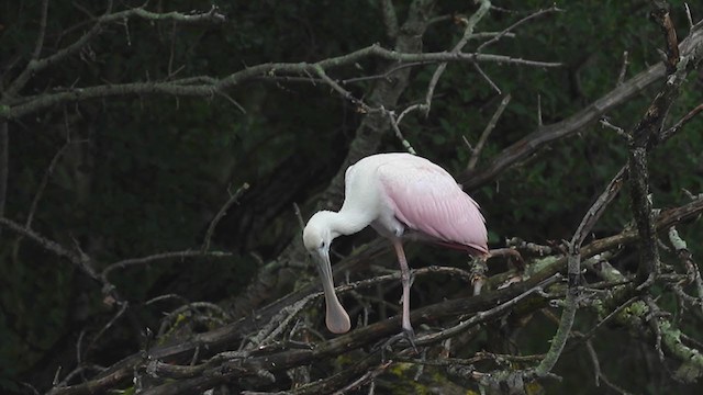 Roseate Spoonbill - ML355943851