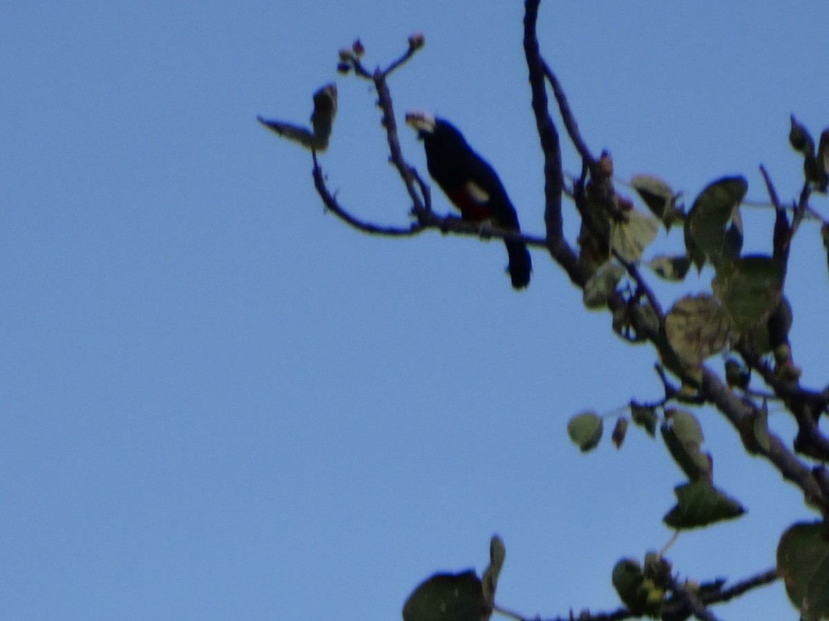 Black-breasted Barbet - Hector Gomez de Silva