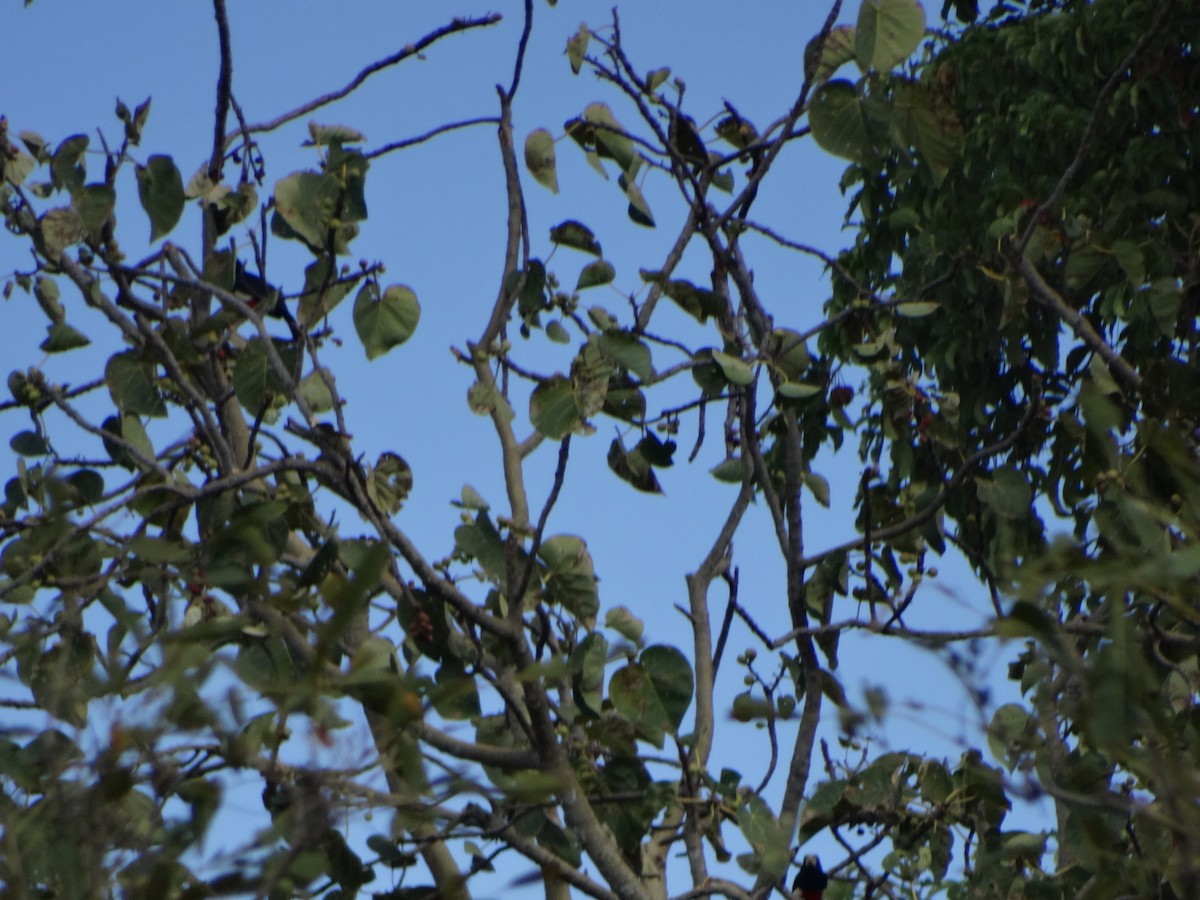 Black-breasted Barbet - ML355943941