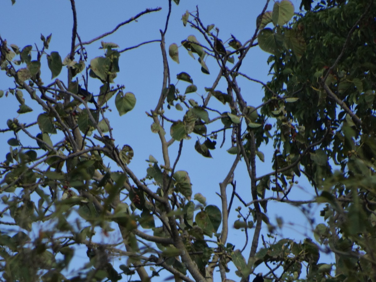 Black-breasted Barbet - ML355943971