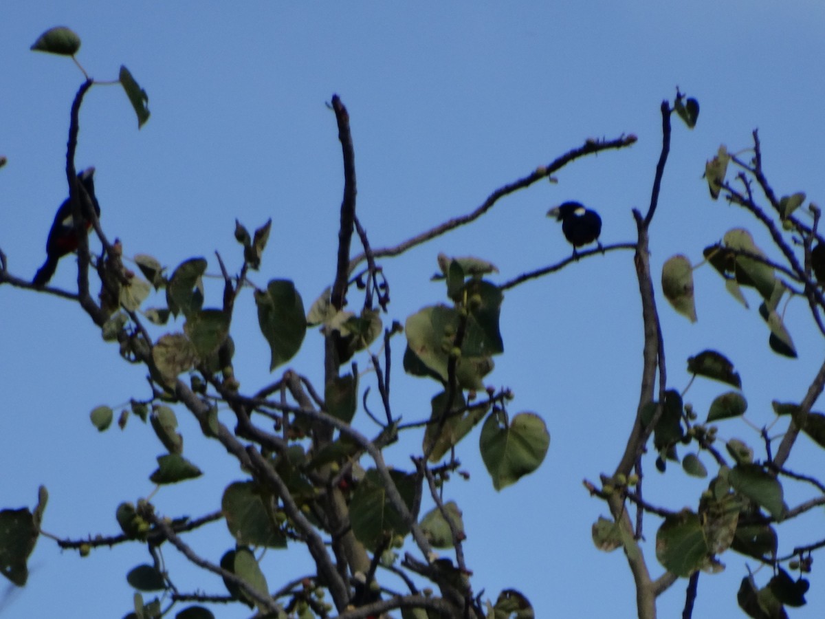 Black-breasted Barbet - ML355944021