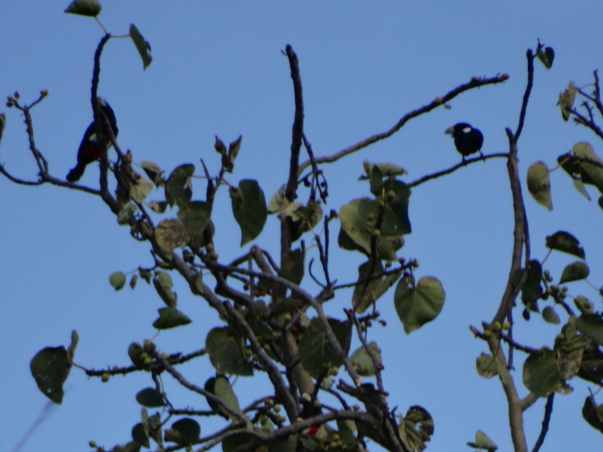 Black-breasted Barbet - ML355944041