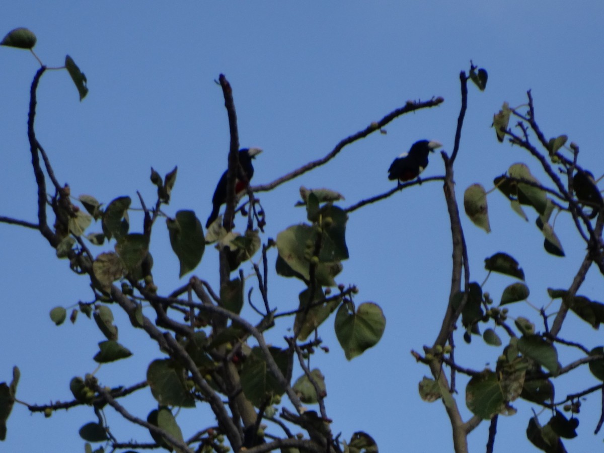 Black-breasted Barbet - ML355944081