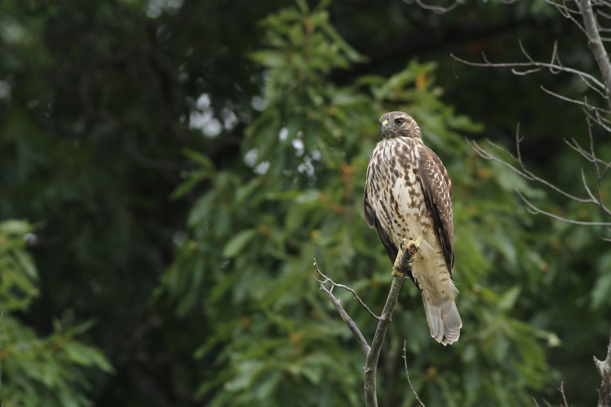 Red-shouldered Hawk - ML35594441