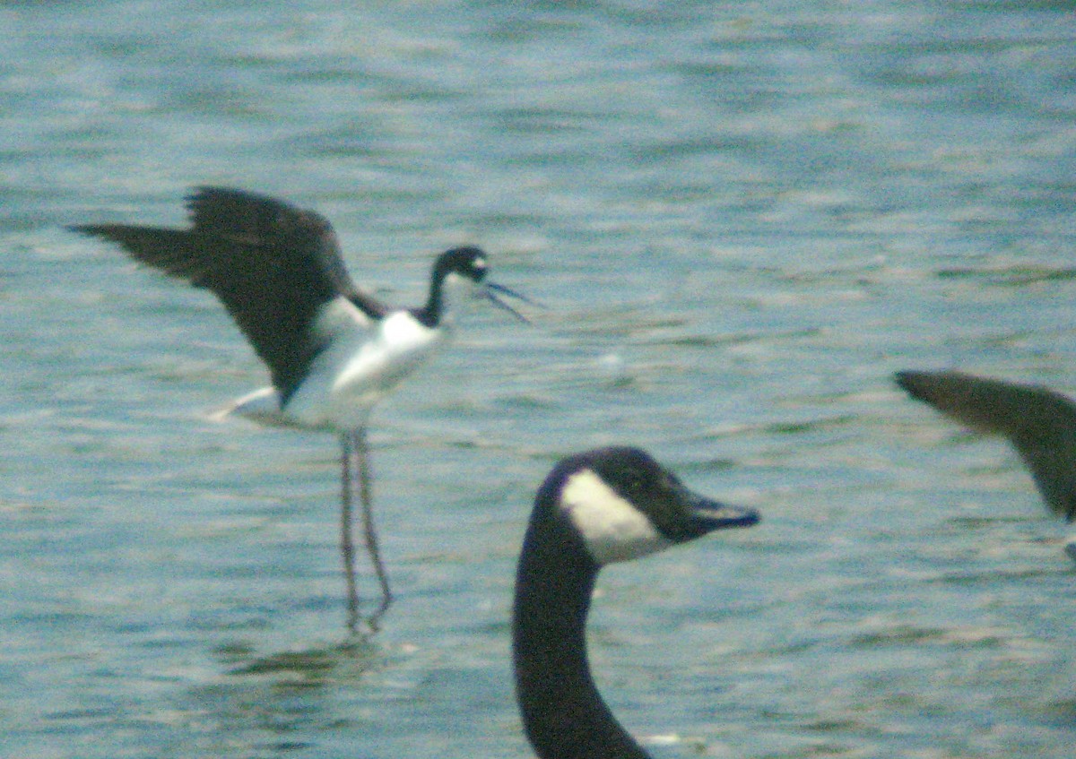 Black-necked Stilt - ML355945581